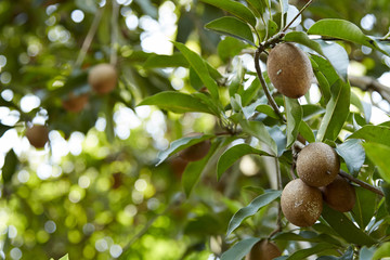Obraz premium sapodilla on Tree