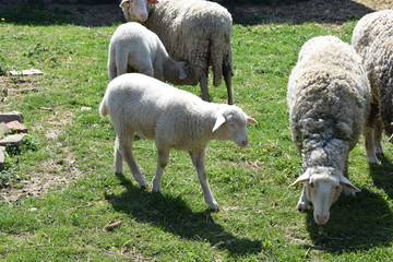 Obraz premium Sheep flock