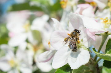 bee pollinating apple blossoms macro