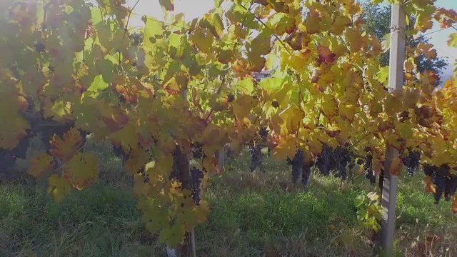 grappoli d'uva