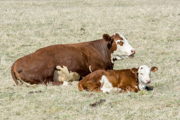 Grazing cattle