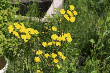 Beautiful flowers / Yellow garden flowers .