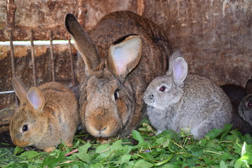 Rabbit in the spring