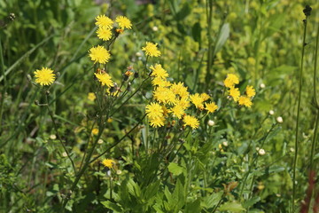 Beautiful flowers / Yellow garden flowers .