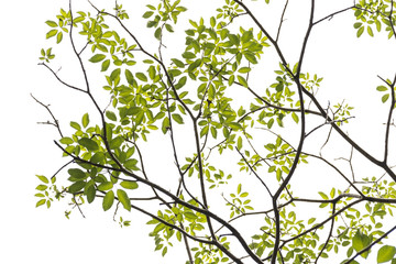 tree branch and green leaf silhouette photography , white background