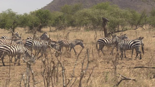 CLOSE UP, AERIAL: Flying past big group of zebras grazing on dry grass and thorn-scrub on vast deserted African savannah grassland and acacia woodland in Serengeti game reserve on beautiful sunny day