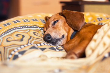 Portrait of a relaxing brown dog, the dachshund