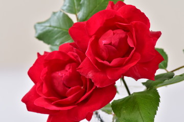 開花寸前の薔薇