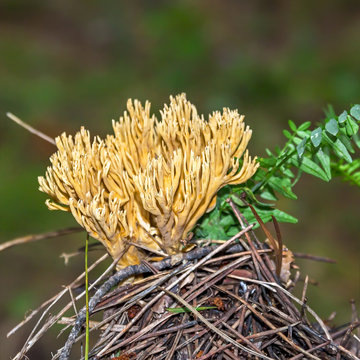 Mushroom growing in Siberia.Calocera adhesive ( lat. Calocera viscosa )