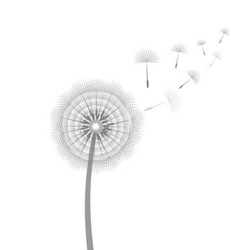 Dandelion blowing from the breeze. Vector illustration.