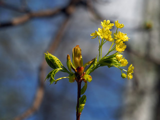 Beautiful Bud on the branch is dissolved. The leaves and flowers on blue sky background