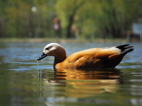 Beautiful redhead duck floating in the pond.
