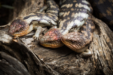 Blue tong lizards