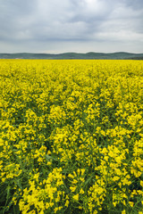 Fototapeta premium Rapsfeld am Leithagebirge