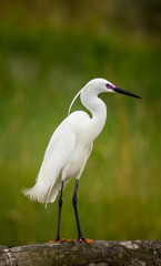 White Egret