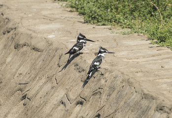 Two pied kingfishers stood on a stone wall