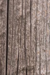 Fototapeta premium wood texture closeup