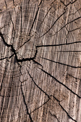 wood texture closeup