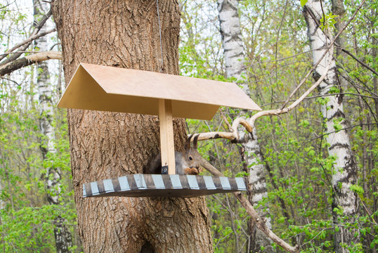 Squirrel and a feeder at the city forest park, feeding wild animals at the city of Moscow, Russia.