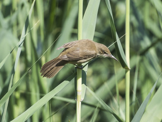 Clamorous reed warbler perched on reeds