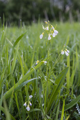 Wet flowers of meadow creeper, Cardamine pratensis.