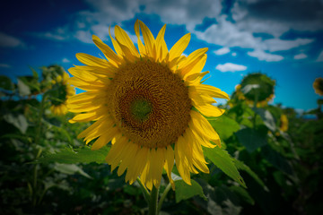 Sunflower #10