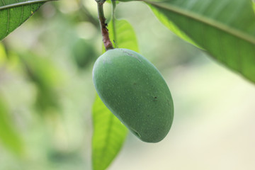Mango