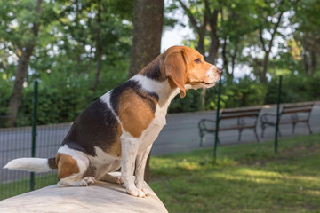 Beagle Dog