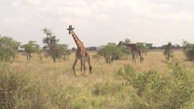 CLOSE UP: Adorable masai giraffes eating foliage, tearing leaves off thorny acacia tree canopies. Cute giraffa walking around, rambling in savannah woodland grassland wilderness on Serengeti plains