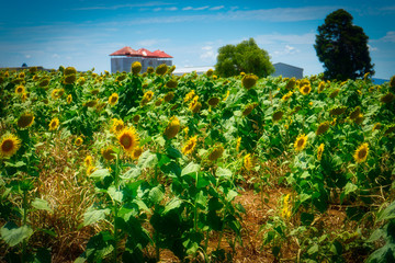 Sunflower Farm