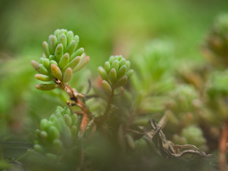 A beautiful plant in the spring. Macro