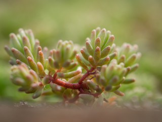 A beautiful plant in the spring. Macro