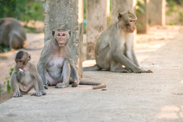 Naklejka premium cute monkey family (Macaque rhesus) on ground.