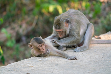 little monkey and mom Monkey Finding Ticks (Macaque rhesus) sitting on ground.