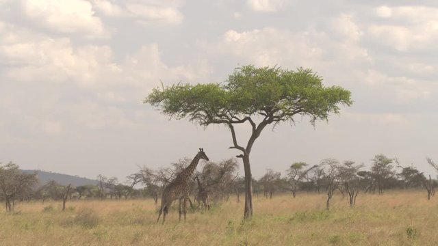 AERIAL, CLOSE UP: Flying around adorable safari giraffa standing underneath acacia tree canopy and chewing foliage in tall savannah grassland in dry open woodland in beautiful Serengeti national park