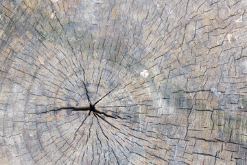 wood circle, cross section of tree stump