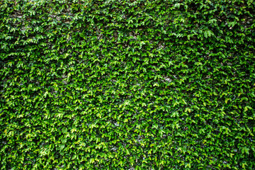 texture background of ivy leave green spring wall. - obrazy, fototapety, plakaty