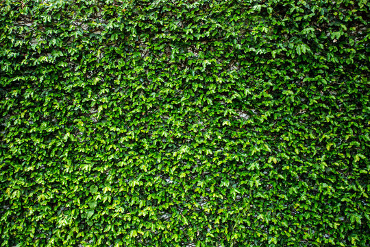 texture background of ivy leave green spring wall.