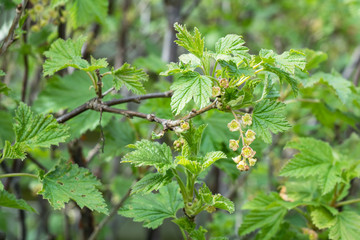 Redcurrant blossoms on the bush in spring