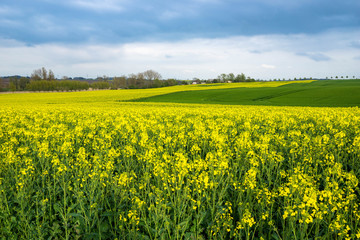 Fototapeta premium Blühender Raps auf einem Feld