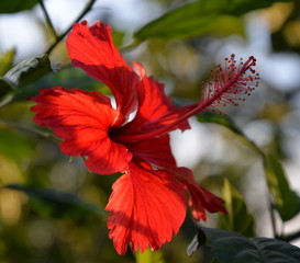 red hibiscus in sunset