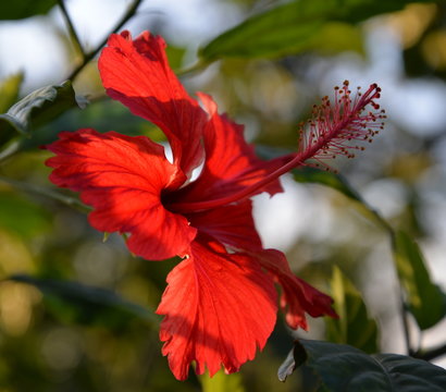 red hibiscus in sunset
