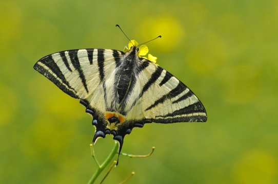 Iphiclides podalirius, Scarce swallowtail Butterfly feeding on yellow flower with a beautiful green background