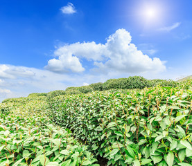 Fototapeta na wymiar Green tea plantation landscape,china