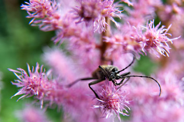 A small brown beetle with black spots on a pink flower
