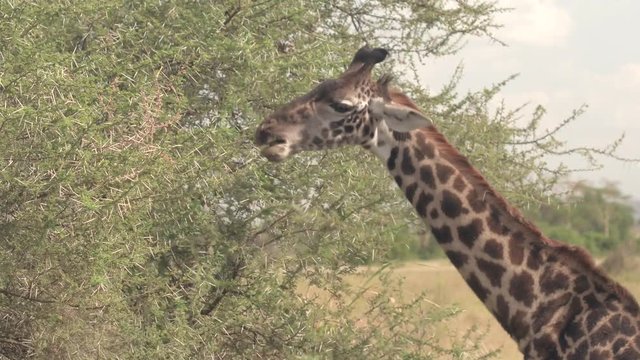 CLOSE UP: Adorable young giraffe takes a thorny acacia tree branch in its mouth and tears off the leaves by pulling its head away. Cute giraffa feeding, eating green leaves on prickly tree canopy