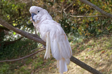 A white, lone parrot sitting on a bare branch