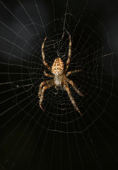 Spider in cobweb