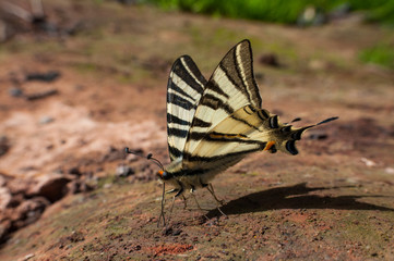 Fototapeta na wymiar Iphiclides podalirius on the ground. Scarce Swallowtail butterfly taking minerals from ground