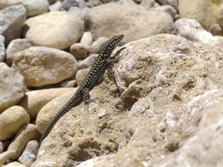 Maltese Lizard